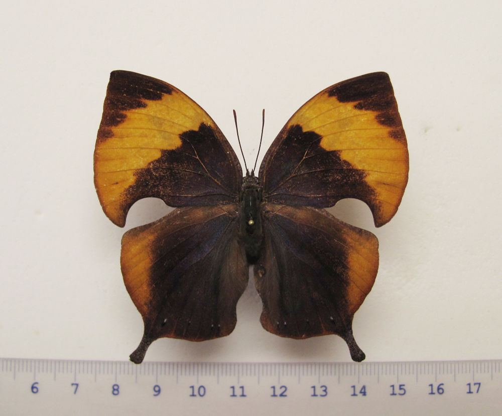 Memphis xenica female (aberration, mexico sierra de huauchinango, puebla) (Internet Image property of respective owner, non-commercial use only)